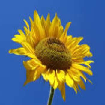 سياسة الخصوصية